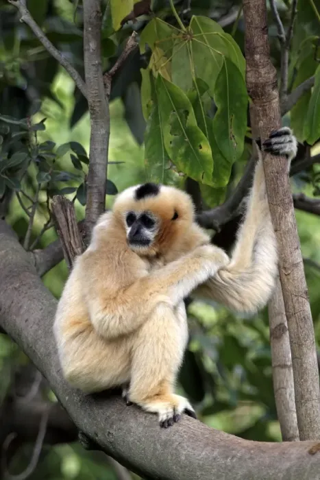 Framed Print : Black Crested Gibbon (Nomascus concolor) adult female, sitting on branch (captive) Framed Print : Black Crested Gibbon (Nomascus concolor) adult female, sitting on branch (captive)