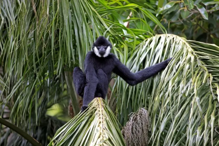 Framed Print : Black Crested Gibbon (Nomascus concolor) adult male, sitting on palm fronds (captive) Framed Print : Black Crested Gibbon (Nomascus concolor) adult male, sitting on palm fronds (captive)