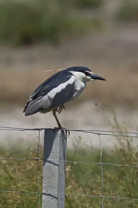 Framed Print : Black crowned night Heron adult on fence post - Coto Donana, Spain Framed Print : Black crowned night Heron adult on fence post - Coto Donana, Spain