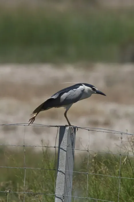 Framed Print : Black crowned night Heron adult on fence post wing stretching - Coto Donana, Spain