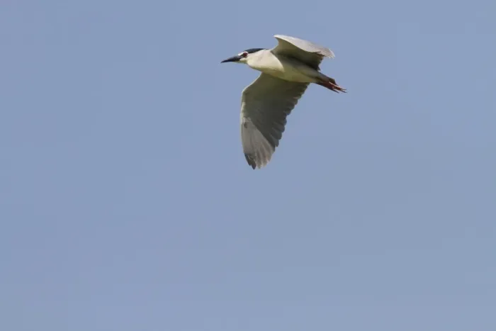 Framed Print : Black crowned night Heron adult in flight - Coto Donana, Spain