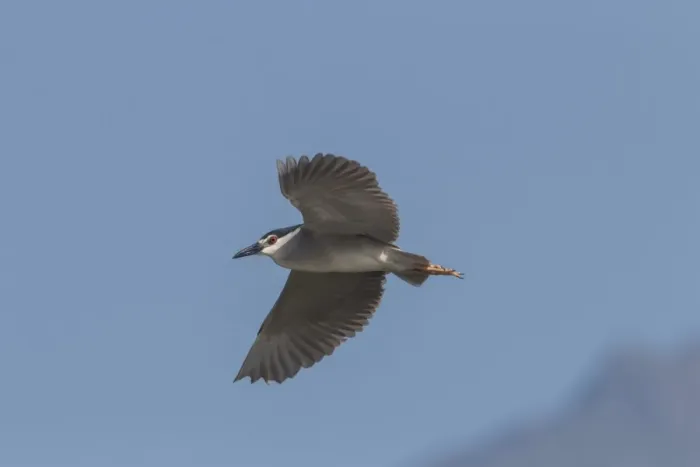 Framed Print : Black crowned night Heron flying at Lake Kerkini Northern Greece Framed Print : Black crowned night Heron flying at Lake Kerkini Northern Greece