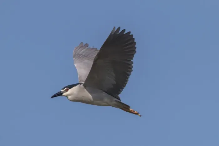 Framed Print : Black crowned night Heron flying at Lake Kerkini Northern Greece Framed Print : Black crowned night Heron flying at Lake Kerkini Northern Greece