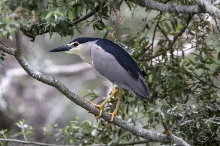 Framed Print : Black crowned night Heron at Lake Kerkini Northern Greece