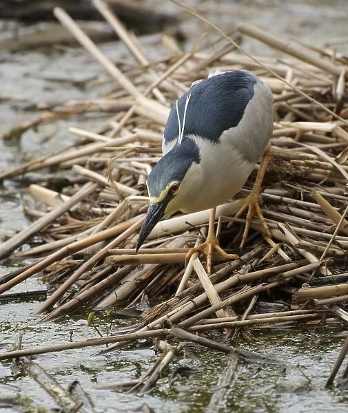 Black-crowned Night-heron (Nycticorax nyctocorax) adult, fishing from pile of stems, Hortobagy N. P. Hungary, April