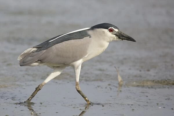 Black-crowned Night-heron (Nycticorax nyctocorax) adult, breeding plumage, walking in shallow water on mudflats