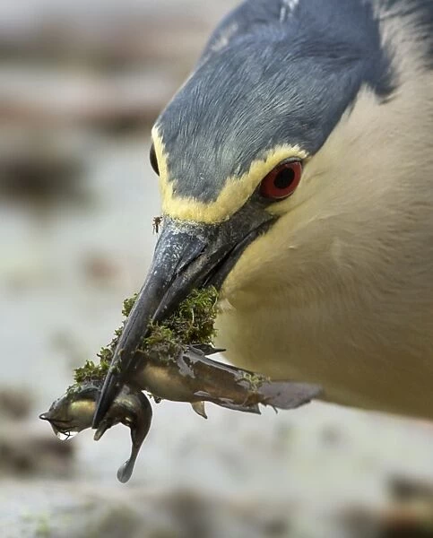 Black-crowned Night-heron (Nycticorax nyctocorax) adult, close-up of head, with fish in beak, Hortobagy N. P