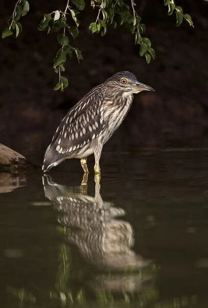 Black-crowned Night-heron (Nycticorax nyctocorax) immature, standing in water with reflection, Niokolo-Koba, Senegal, february