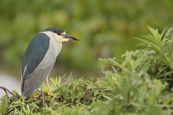 Black-crowned Night-heron (Nycticorax nyctocorax hoacti) sub-adult, perched on branches, Campo Jofre, Mato Grosso, Brazil, september