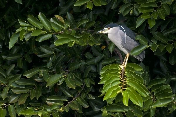 Black-crowned Night-heron (Nycticorax nyctocorax) adult, standing on branch in tree, Florida, U. S. A. november