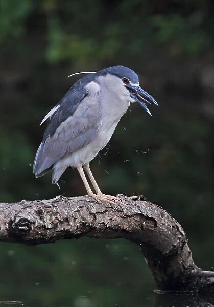 Black-crowned Night-heron (Nycticorax nyctocorax nycticorax) adult, coughing up bits of feather after gagging during