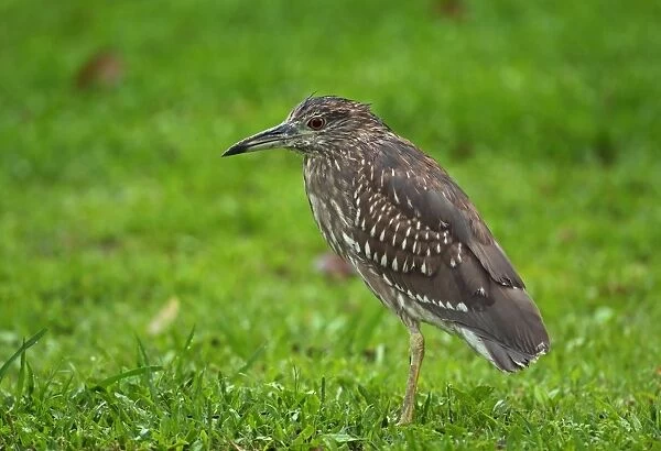 Black-crowned Night-heron (Nycticorax nyctocorax nycticorax) immature, standing on grass during rainfall, Taipei City