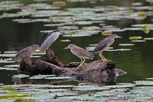 Black-crowned Night-heron (Nycticorax nyctocorax nycticorax) adult, two sub-adults and juvenile