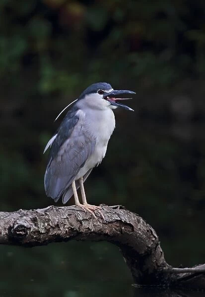 Black-crowned Night-heron (Nycticorax nyctocorax nycticorax) adult, gagging on bits of feather during preening
