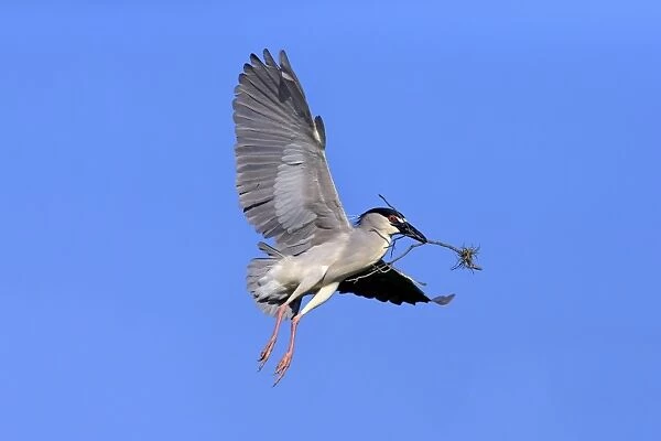 Black-crowned Night-heron (Nycticorax nyctocorax) adult, in flight, with nesting material in beak, Venice Rookery