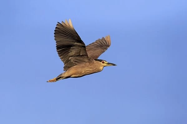 Black-crowned Night-heron (Nycticorax nyctocorax) immature, first summer plumage, in flight, Venice Rookery, Venice
