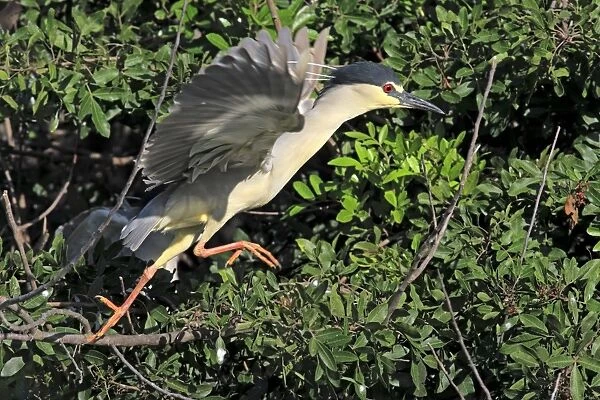 Black-crowned Night-heron (Nycticorax nyctocorax) adult, in flight, taking off from branch, Venice Rookery, Venice