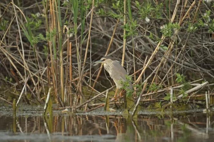 Framed Print : Black-crowned Night-heron (Nycticorax nyctocorax) immature, second winter plumage, standing on reed stems in wetland, Tulcea, Danube Delta, Dobrogea, Romania, may