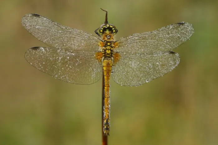 Framed Print : Black Darter (Sympetrum danae) adult female, covered with dew, Powys, Wales, august Framed Print : Black Darter (Sympetrum danae) adult female, covered with dew, Powys, Wales, august