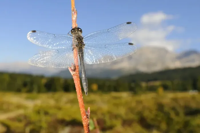 Framed Print : Black Darter (Sympetrum danae) adult male, resting on twig in habitat, Italian Alps, Italy, october