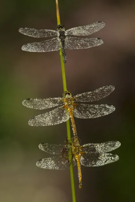 Framed Print : Black Darter (Sympetrum danae) three adults, covered with raindrops after rain, resting on stem, Derbyshire, England, august Framed Print : Black Darter (Sympetrum danae) three adults, covered with raindrops after rain, resting on stem, Derbyshire, England, august