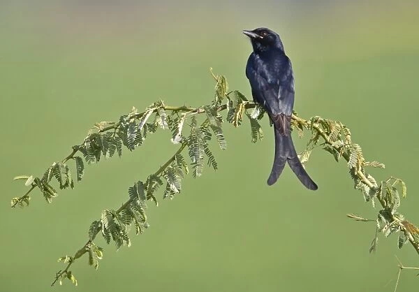 Black Drongo (Dicrurus macrocercus) adult, perched on spiniferous bush, Northern India, january