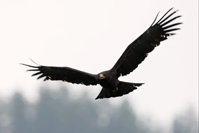 Framed Print : Black Eagle (Ictinaetus malayensis) sub-adult, calling, in flight, Sinharaja Forest N. P. Sri Lanka, december Framed Print : Black Eagle (Ictinaetus malayensis) sub-adult, calling, in flight, Sinharaja Forest N. P. Sri Lanka, december