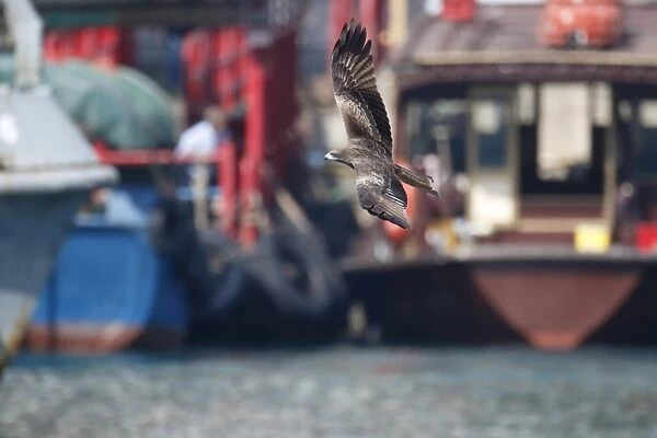 Black-eared Kite (Milvus migrans lineatus) adult, in flight, with boats in background, Aberdeen Harbour
