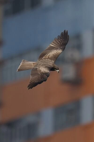 Black-eared Kite (Milvus migrans lineatus) adult, in flight, with buildings in background, Aberdeen Harbour