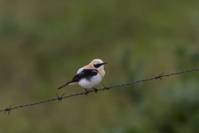 Framed Print : Black eared Wheatear, male western race (hispanica) Extremadura Spain Framed Print : Black eared Wheatear, male western race (hispanica) Extremadura Spain