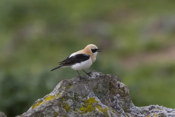 Framed Print : Black eared Wheatear singing, male western race (hispanica) Extremadura Spain Framed Print : Black eared Wheatear singing, male western race (hispanica) Extremadura Spain