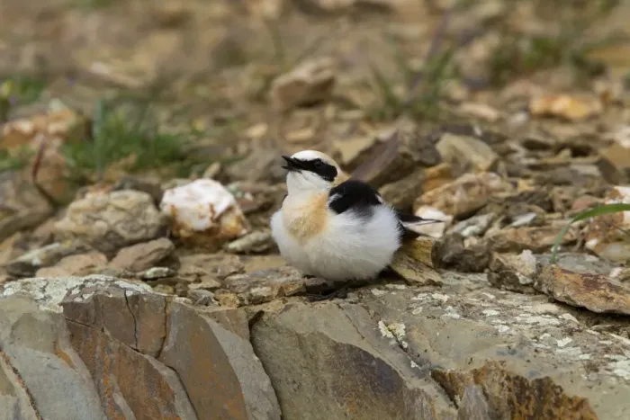 Framed Print : Black eared Wheatear singing, male western race (hispanica) Extremadura Spain Framed Print : Black eared Wheatear singing, male western race (hispanica) Extremadura Spain