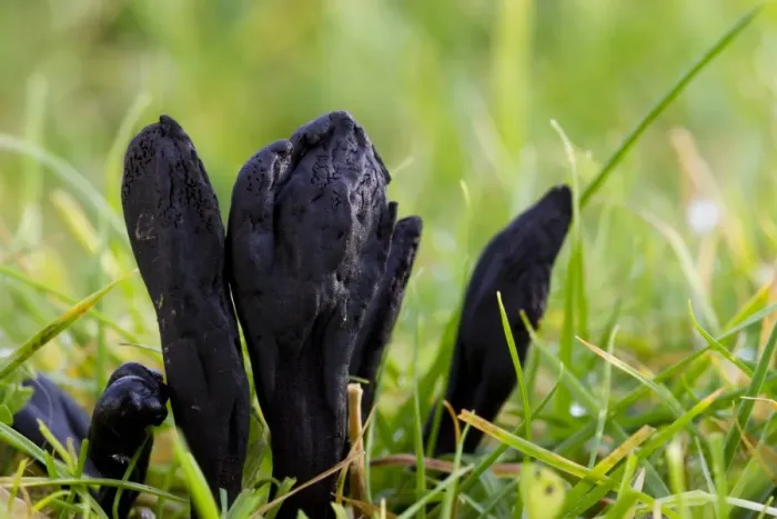 Framed Print : Black Earth-tongue (Trichoglossum hirsutum) fruiting bodies, growing in grassland, Powys, Wales, November