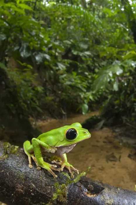 Framed Print : Black-eyed Monkey Treefrog (Phyllomedusa camba) adult male, sitting on branch in forest habitat, Los Amigos Biological Station, Madre de Dios, Amazonia, Peru