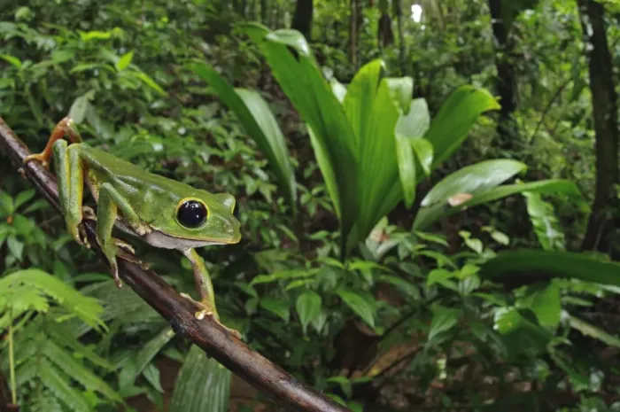 Framed Print : Black-eyed Monkey Treefrog (Phyllomedusa camba) adult male, climbing along branch in forest habitat Framed Print : Black-eyed Monkey Treefrog (Phyllomedusa camba) adult male, climbing along branch in forest habitat