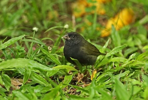 Black-faced Grassquit (Tiaris bicolor omissus) adult male, feeding on weed flowers on ground, Fond Doux Plantation, St