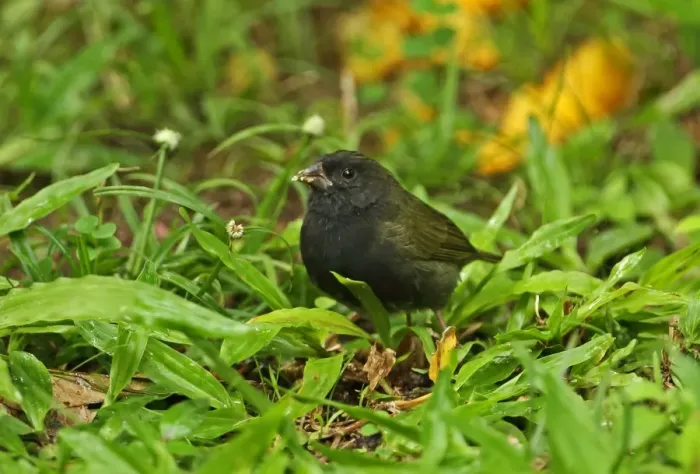 Framed Print : Black-faced Grassquit (Tiaris bicolor omissus) adult male, feeding on weed flowers on ground, Fond Doux Plantation, St Framed Print : Black-faced Grassquit (Tiaris bicolor omissus) adult male, feeding on weed flowers on ground, Fond Doux Plantation, St