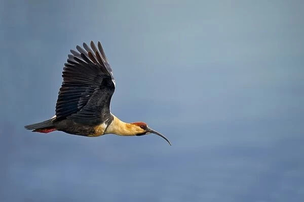 Black-faced Ibis (Theristicus melanopis) adult, in flight, Torres del Paine N. P. Southern Patagonia, Chile, November