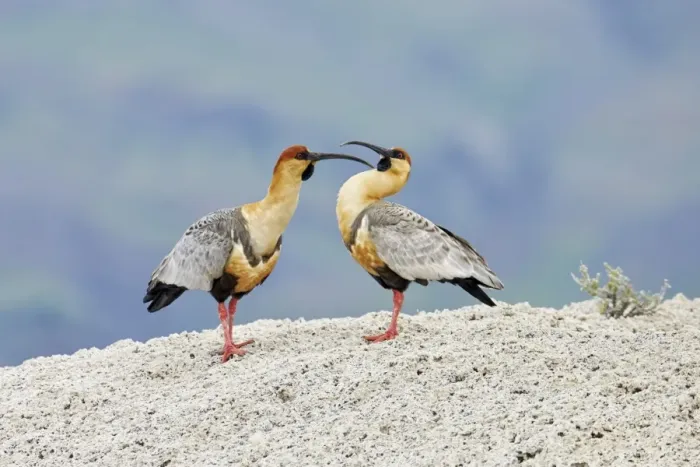 Framed Print : Black-faced Ibis (Theristicus melanopis) adult pair, mutual preening, standing on calcium carbonate rocks Framed Print : Black-faced Ibis (Theristicus melanopis) adult pair, mutual preening, standing on calcium carbonate rocks