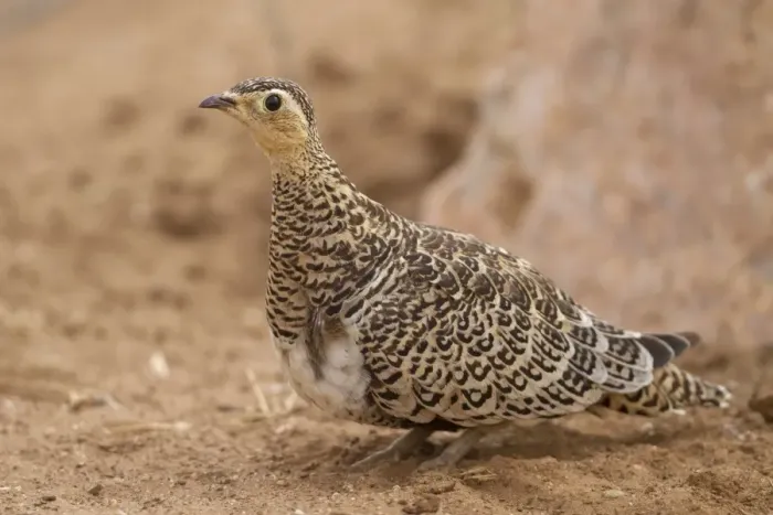 Framed Print : Black-faced Sandgrouse (Pterocles decoratus) adult female, standing in dry savannah, Samburu National Reserve, Kenya Framed Print : Black-faced Sandgrouse (Pterocles decoratus) adult female, standing in dry savannah, Samburu National Reserve, Kenya
