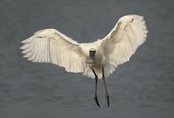 Framed Print : Black-faced Spoonbill (Platalea minor) adult, in flight over water, Hong Kong, China, november