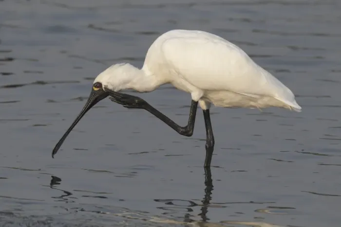 Framed Print : Black-faced Spoonbill (Platalea minor) adult, scratching head with foot, standing in shallow water, Nam Sang Wai, Hong Kong, China, november Framed Print : Black-faced Spoonbill (Platalea minor) adult, scratching head with foot, standing in shallow water, Nam Sang Wai, Hong Kong, China, november