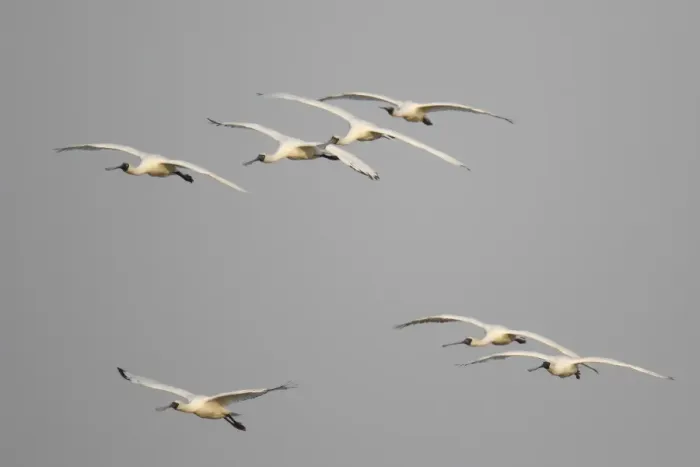 Framed Print : Black-faced Spoonbill (Platalea minor) flock, in flight, landing at night roost site, Mai Po Marshes Reserve Framed Print : Black-faced Spoonbill (Platalea minor) flock, in flight, landing at night roost site, Mai Po Marshes Reserve