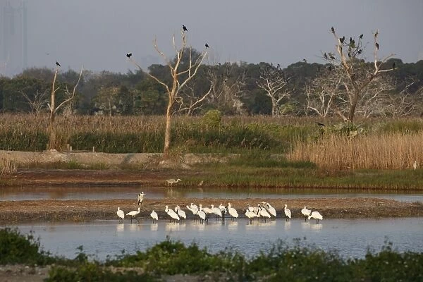 Black-faced Spoonbill (Platalea minor) flock, standing in shallow water at night roost site, Mai Po Marshes Reserve