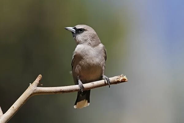 Black-faced Woodswallow (Artamus cinereus) adult, perched on twig, Ormiston Gorge, West MacDonnell N. P