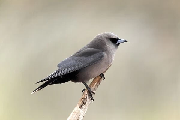 Black-faced Woodswallow (Artamus cinereus) adult, perched on branch, Outback, Northern Territory, Australia