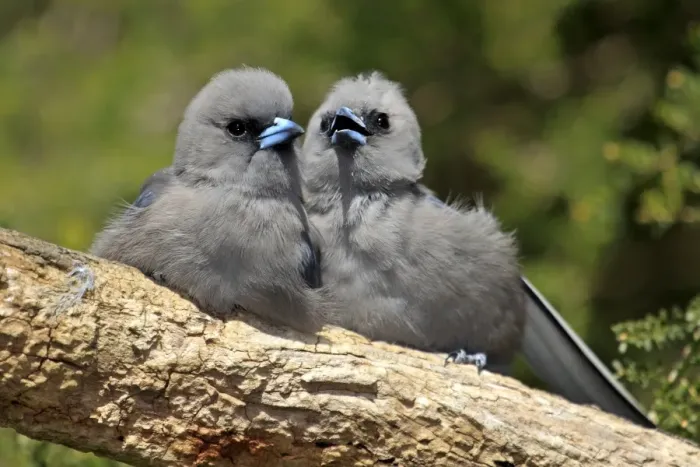 Framed Print : Black-faced Woodswallow (Artamus cinereus) two young, sitting together on branch, Outback, Northern Territory, Australia Framed Print : Black-faced Woodswallow (Artamus cinereus) two young, sitting together on branch, Outback, Northern Territory, Australia