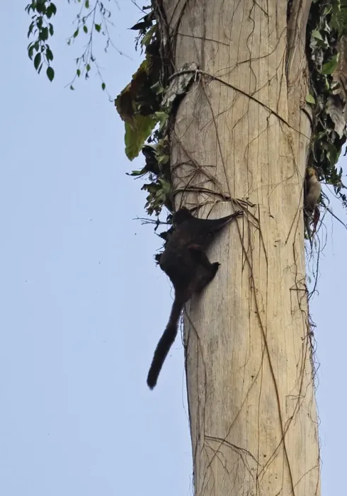 Framed Print : Black Flying Squirrel (Aeromys tephromelas) adult, climbing up tree trunk in day, Taman Negara N. P Framed Print : Black Flying Squirrel (Aeromys tephromelas) adult, climbing up tree trunk in day, Taman Negara N. P