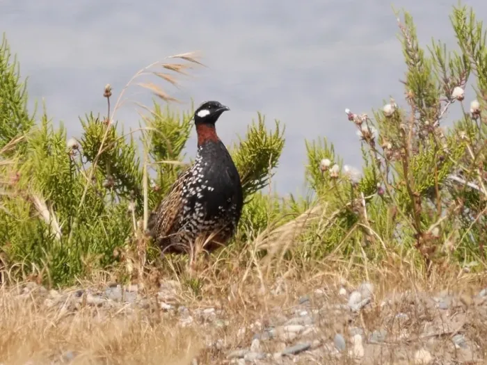Framed Print : Black Francolin (Francolinus francolinus) adult male, standing amongst vegetation, Cyprus, April Framed Print : Black Francolin (Francolinus francolinus) adult male, standing amongst vegetation, Cyprus, April