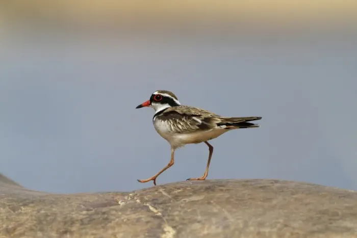 Framed Print : Black-fronted Dotterel (Elseyornis melanops) adult, walking on rock, Ormiston Gorge, West MacDonnell N. P Framed Print : Black-fronted Dotterel (Elseyornis melanops) adult, walking on rock, Ormiston Gorge, West MacDonnell N. P